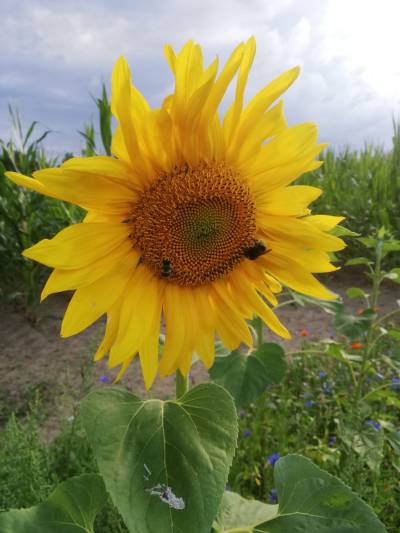 Mit dem Aufblühen der Sonnenblumen ergibt sich ein farbenfrohes Bild. :-)
Und die Bienen und Hummeln freuen sich auch ...